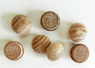 oak-screw-hole-buttoon-wood-plugs-sb-k50.png