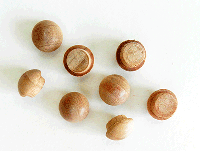 Buy Cherry Screw Hole Button Wood Plugs with Tapered Sides | Bear Woods Supply